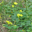 Blätterfoto Oxalis pes-caprae