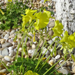 Stängel-/Stammfoto Oxalis pes-caprae