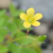 Portraitfoto Oxalis stricta