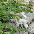 Portraitfoto Oxytropis fetida