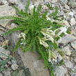 Habitusfoto Oxytropis fetida