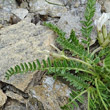 Blätterfoto Oxytropis fetida