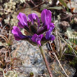 Portraitfoto Oxytropis halleri