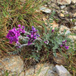 Habitusfoto Oxytropis halleri