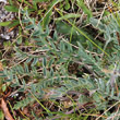 Blätterfoto Oxytropis halleri