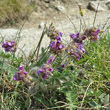 Habitusfoto Oxytropis halleri subsp. velutina