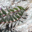 Blätterfoto Oxytropis helvetica