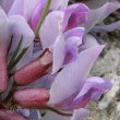 Portraitfoto Oxytropis helvetica