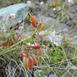 Fruchtfoto Oxytropis helvetica