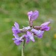 Portraitfoto Oxytropis lapponica