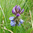 Blütenfoto Oxytropis lapponica