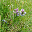 Habitusfoto Oxytropis lapponica