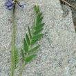 Blätterfoto Oxytropis lapponica