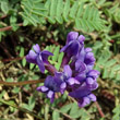 Portraitfoto Oxytropis jacquinii