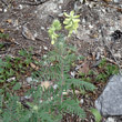 Habitusfoto Oxytropis pilosa