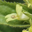 Foto von Besonderheit Paederota lutea