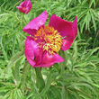 Bl&uuml;tenfoto Paeonia officinalis