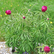 Habitusfoto Paeonia officinalis