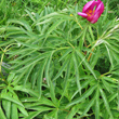Foto von Besonderheit Paeonia officinalis
