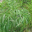 Bl&auml;tterfoto Paeonia officinalis