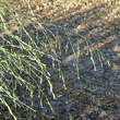 Blütenfoto Panicum barbipulvinatum