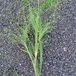 Blätterfoto Panicum barbipulvinatum