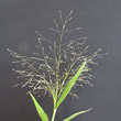 Portraitfoto Panicum capillare