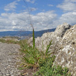 Habitusfoto Panicum capillare