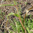 Blätterfoto Panicum capillare