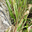 Stängel-/Stammfoto Panicum capillare