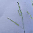 Blütenfoto Panicum dichotomiflorum