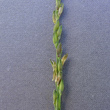 Foto Kelch Panicum dichotomiflorum
