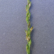 Foto Kelch Panicum dichotomiflorum