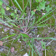 Foto von Besonderheit Panicum dichotomiflorum