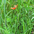 Habitusfoto Papaver argemone