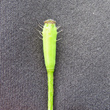 Fruchtfoto Papaver argemone