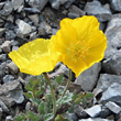 Portraitfoto Papaver aurantiacum