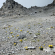 Foto von Besonderheit Papaver aurantiacum