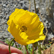 Blütenfoto Papaver aurantiacum
