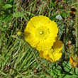 Blütenfoto Papaver croceum