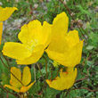 Portraitfoto Papaver croceum