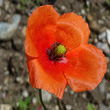 Blütenfoto Papaver dubium subsp. lecoqii