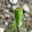 Fruchtfoto Papaver dubium subsp. lecoqii