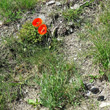 Habitusfoto Papaver dubium subsp. lecoqii