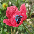 Portraitfoto Papaver hybridum