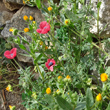 Habitusfoto Papaver hybridum