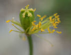 Fruchtfoto Papaver croceum