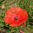 Portraitfoto Papaver rhoeas