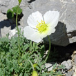 Portraitfoto Papaver sendtneri