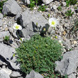 Habitusfoto Papaver sendtneri